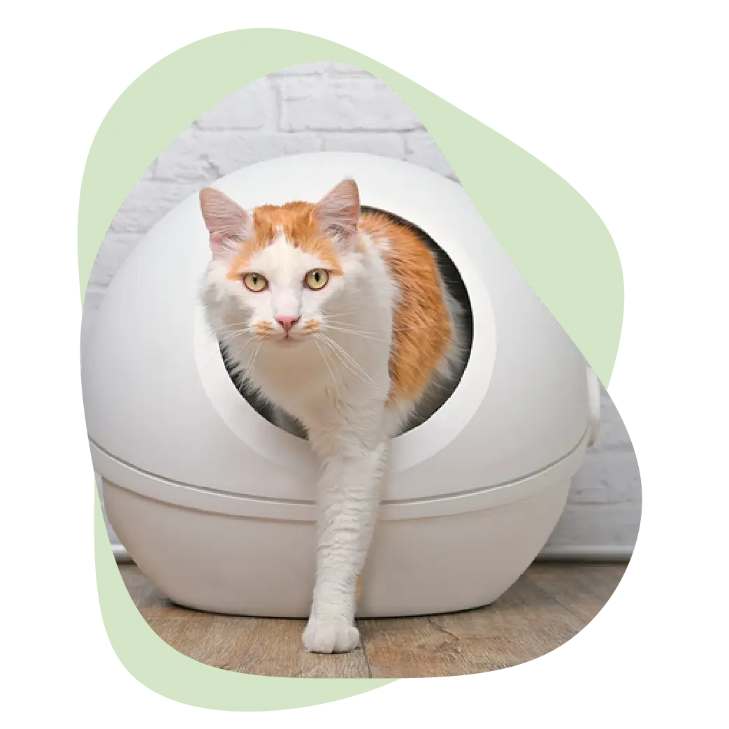 Urintest für Katzen für zuhause
