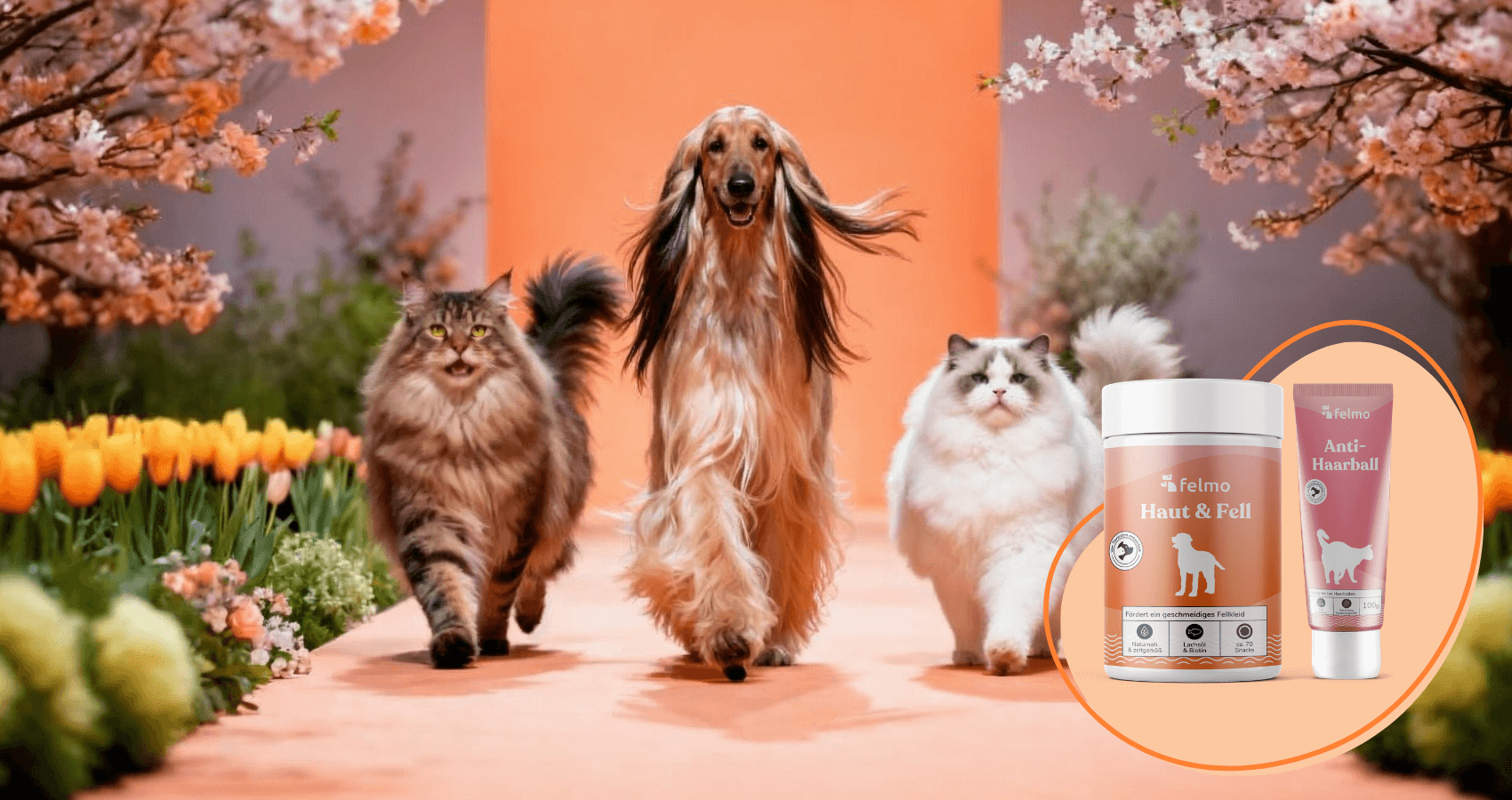 felmo Spring Sale für Hunde und Katzen