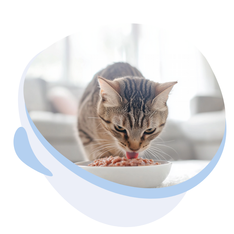 grey striped cat eating wet food from a bowl