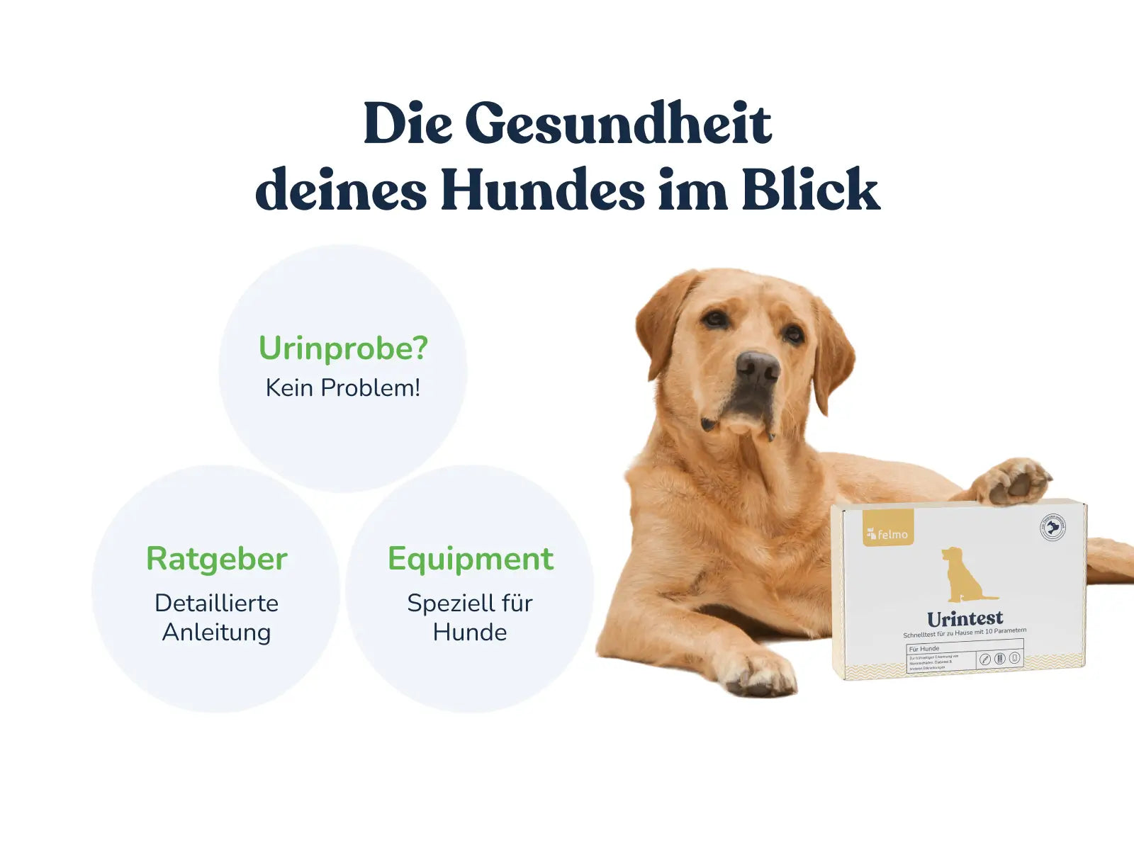 Urintest für Hunde für zuhause